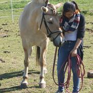 Fjordhest Fønix Frode 