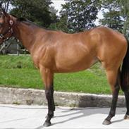 Fuldblod (XX) Be my vision