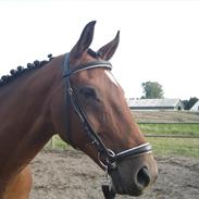 Fuldblod (XX) Be my vision