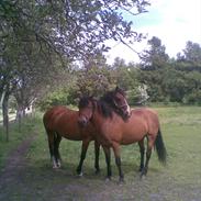 New Forest Elmholt Oline