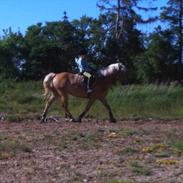 Haflinger Cirkeline