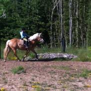 Haflinger Cirkeline