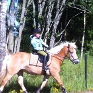 Haflinger Cirkeline