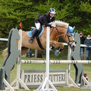 Haflinger Cirkeline