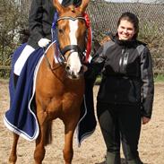 Anden særlig race Malco (rider) Halv A-Pony