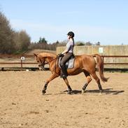 Anden særlig race Malco (rider) Halv A-Pony