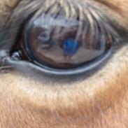 Anden særlig race Skipper Tut<3