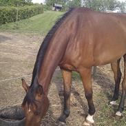 Dansk Varmblod Egely´s Diabolique