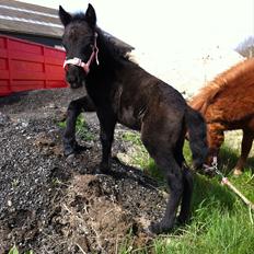 Anden særlig race Høgfeldt's Rapunsel<3