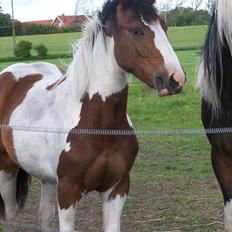Irish Cob Crossbreed Mosegårdens Medina flashdance  (Diva)