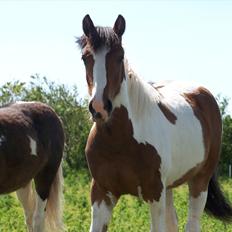 Irish Cob Crossbreed Mosegårdens Medina flashdance  (Diva)