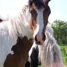 Irish Cob Crossbreed Mosegårdens Medina flashdance  (Diva)