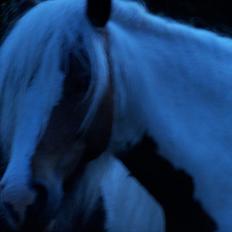 Irish Cob freja