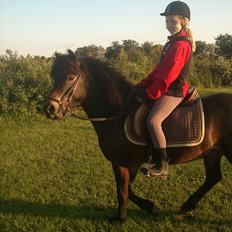 Islænder Kolfaxi fra Midtgaard