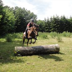 Anden særlig race Quick Brown Lady Z