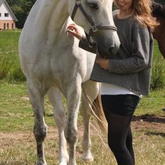 Holstener Calina