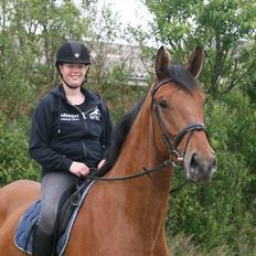 Dansk Varmblod - Lacoste [HIMMEL HEST]