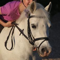 Welsh Pony (sec B) †Marmaja flika R.I.P†