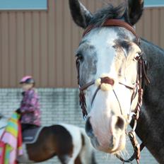 Dansk Varmblod Mr. T