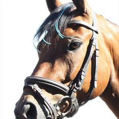 DSP Hovgaarden's Zeba