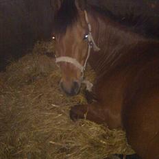 DSP Hovgaarden's Zeba