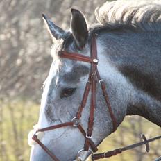 Dansk Varmblod Mr. T