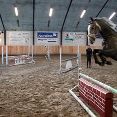 Dansk Varmblod Mr. T