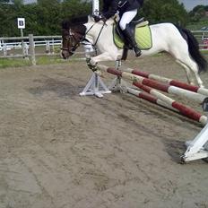 Anden særlig race Magnum<3