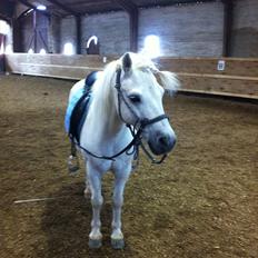 Anden særlig race Prins :*