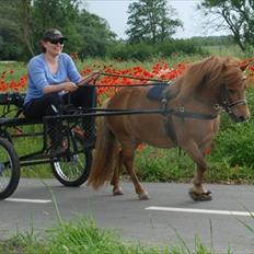 Shetlænder *Stjernens Alicia*