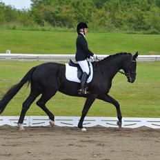 Dansk Varmblod Østersøens Hotshot BRDH 