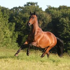 Trakehner Rebecca aka Pølsen