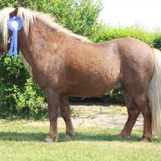 Shetlænder Vestbjergs Top