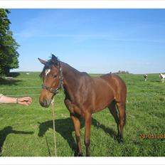 Fuldblod (XX) Be my vision