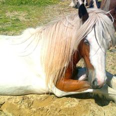 Irish Cob Cosy Beautey Báine (Bounty)