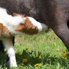 Dansk Miniature Schack´s Blue Bacardi West