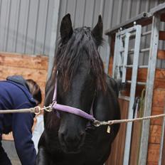 Frieser Sussi (Sofia)