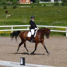 Dansk Varmblod Lodbogaards Savanna