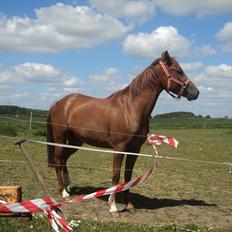 Anden særlig race Leia