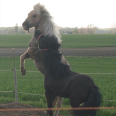 Shetlænder Alice <3 !