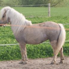 Shetlænder Alice <3 !