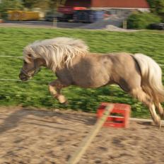 Shetlænder Alice <3 !