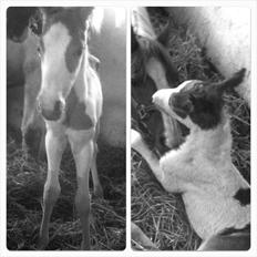 Pinto Svalebo's Jackson