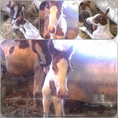 Pinto Svalebo's Jackson