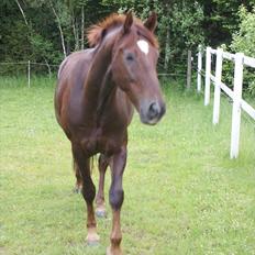 Dansk Varmblod Don Deigo II af Lilleris