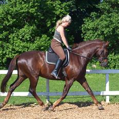 Dansk Varmblod Don Deigo II af Lilleris