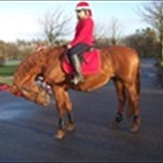 Anden særlig race jardih