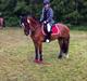 Welsh Pony af Cob-type (sec C) Horsvang's Matador!<3