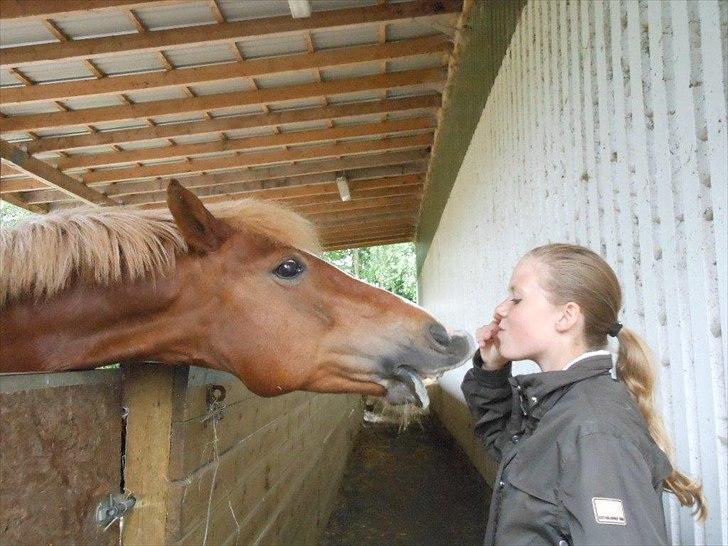 New Forest Pegasus af Bråskovgård<3 - (Y) Du er og vil aldtid være min øjesten skath<3 billede 2