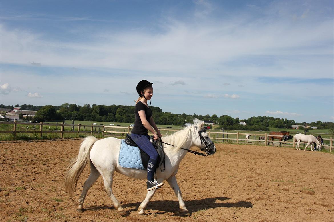 Anden særlig race Prins :* billede 4